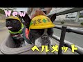 GWフレブル8頭生活！神戸わんわんマルシェでNewヘルメット購入