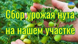 Собираю урожай нута на своем участке.