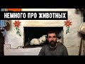 РАЗГОВОРЫ У ПЕЧКИ | Про животных на Кордоне Лесника | ВЫПУСК 3