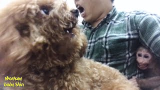 Monkey Baby Shin Attacked Bite Dog Chi And Injured Me