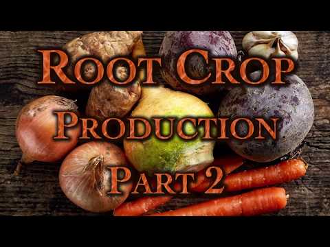 Video: Deformed Root Crops - Cov Tswv Yim Kom Tiv Thaiv Misshapen Parsnip Root