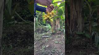 Types of small golden bananas #tipsgardening #satisfying #asmr #organicgarden #organic