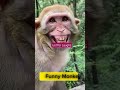 Just for Laughs#funny#monkey#shorts#viral