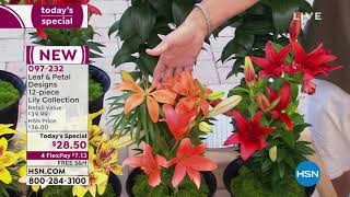 Leaf Petal Designs 12piece Sunny Hot Lily Collection