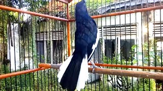 Kacer Gacor nagen bongkar isian emosi cari lawan cocok buat pancingan.