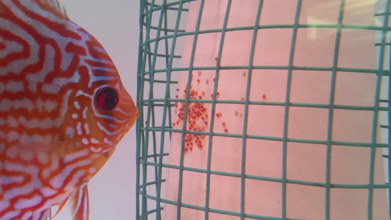 Discus eggs day 2 YouTube