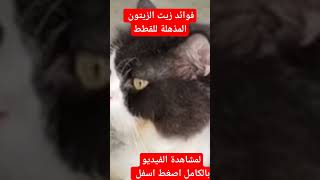 فوائد زيت الزيتون على صحة القططshortsvideo shortsviral shortsالقطط