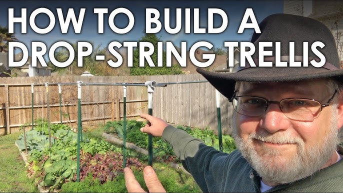 Build This Tall Tomato Trellis in Just 5 Minutes! 