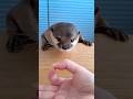 カワウソの鼻すぽっ!