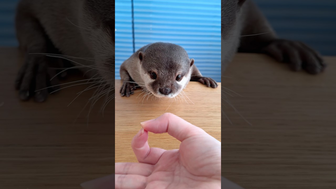 カワウソの鼻すぽっ!