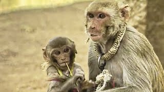 Download Lagu The Monkey Player - Lords of the Animals MP3