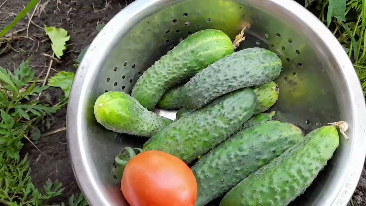 Рол в амлете/Лето/Природа/ Моя сестрёнка🥰