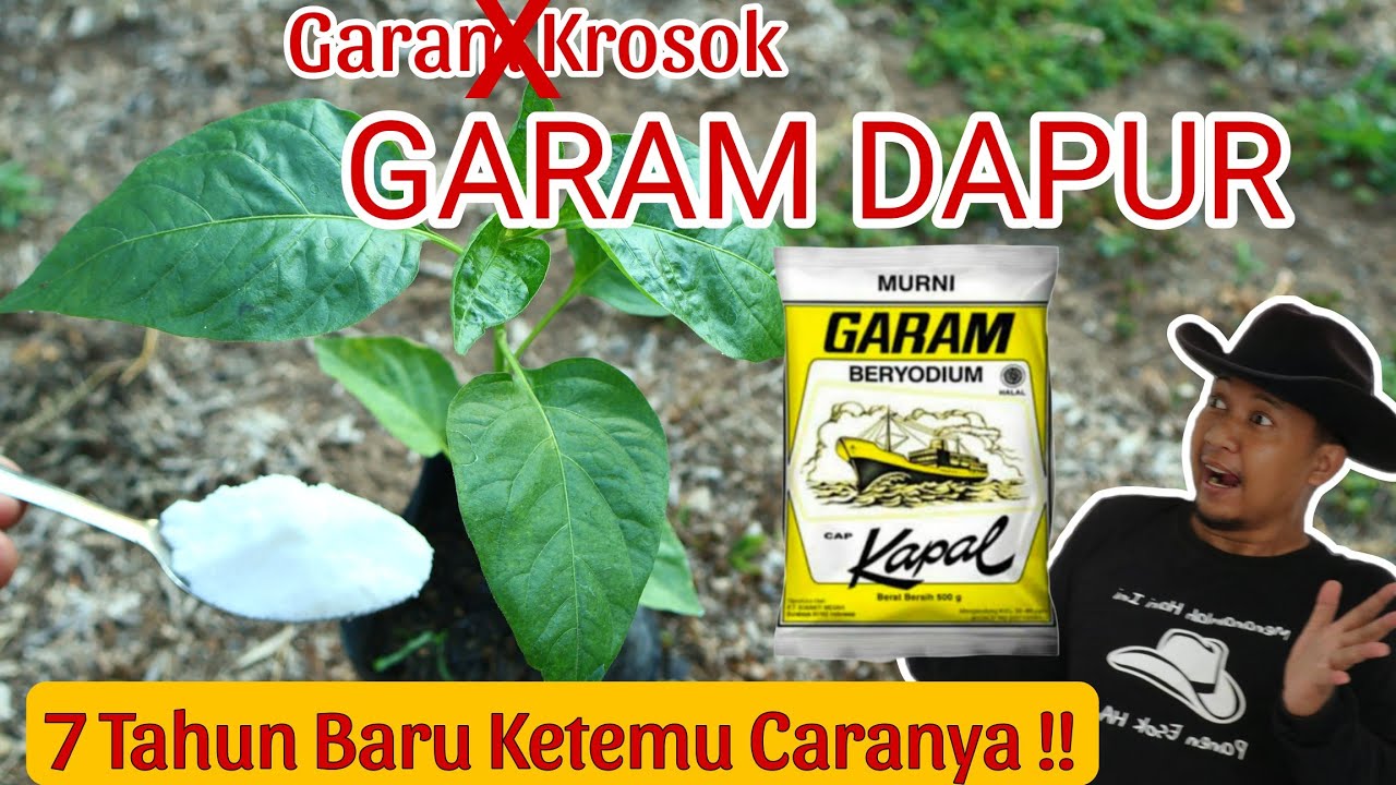 Murah dan Gampang di Dapat.! Garam Dapur untuk Pupuk Alternatif Luar Biasa