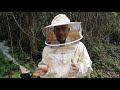 Cuando cambiar un nucleo de abejas, a camara de cria