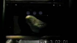 Delayed Matching to Sample & Coding behavior in Budgerigar 1