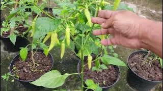 3 Tips for Planting Chilies in Polybags During the Rainy Season for Maximum Results👍🙂