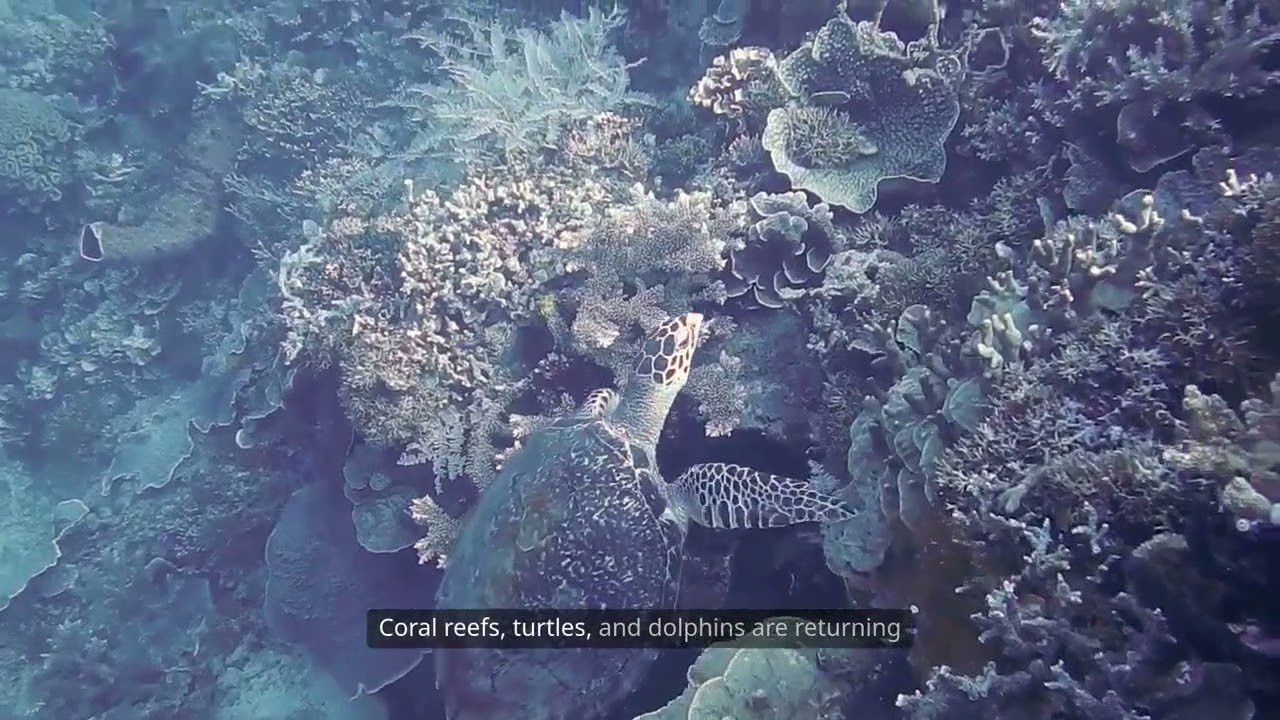 Stories Of Courage And Hope  - Ocean Recovery