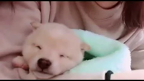 子犬がただ寝ている動画