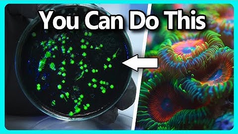 Simple Bacteria Genetic Engineering