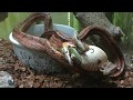 Everglades Rat Snake eating a frog