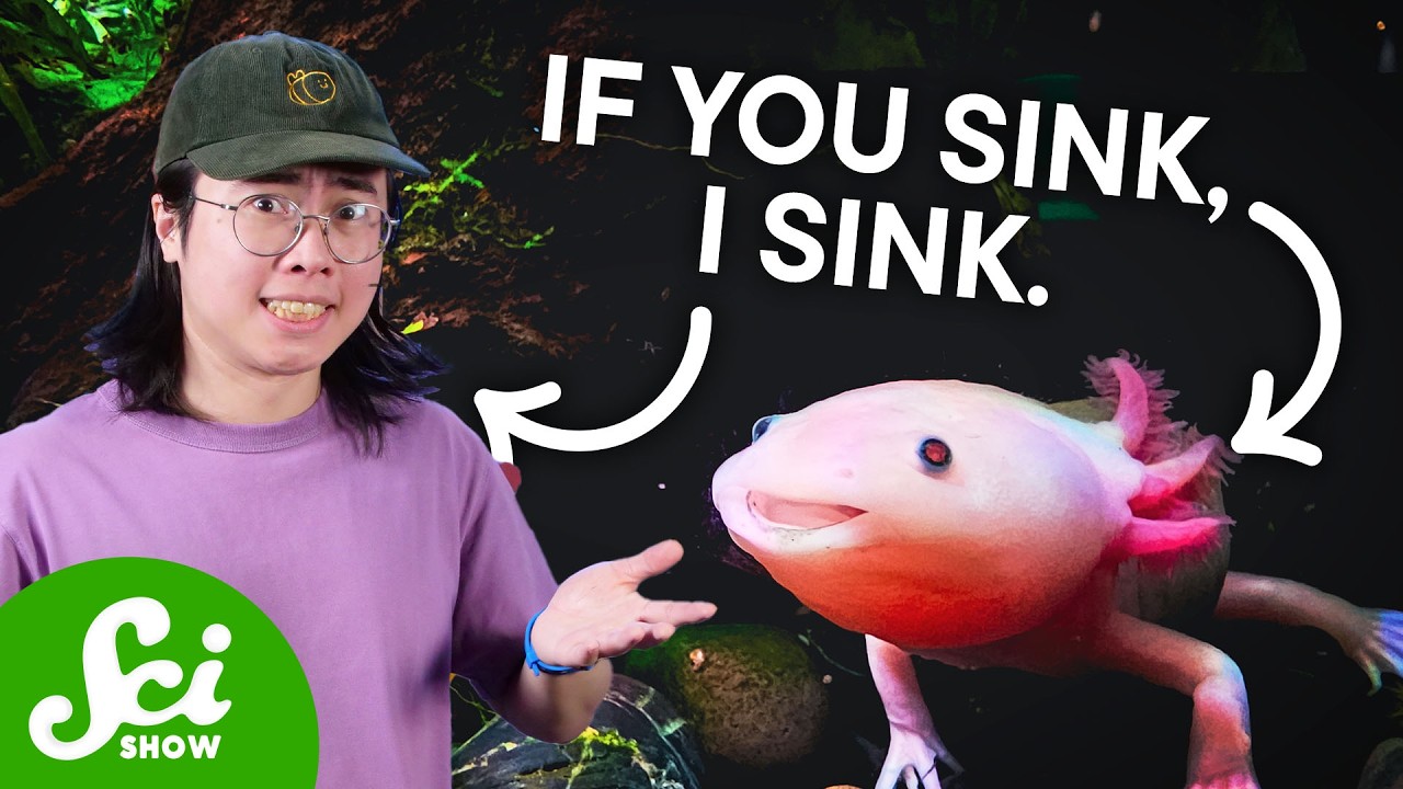 Axolotls Are In Danger. Here’s Why That’s Bad For YOU.