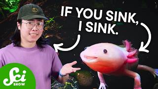 Why Scientists Are Also Obsessed with Axolotls