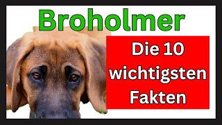 Broholmer Hunderasse 🐶 Die 10 wichtigsten Fakten