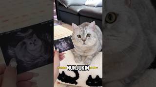 Download Lagu Oreo nyariin ibunya 😿 MP3