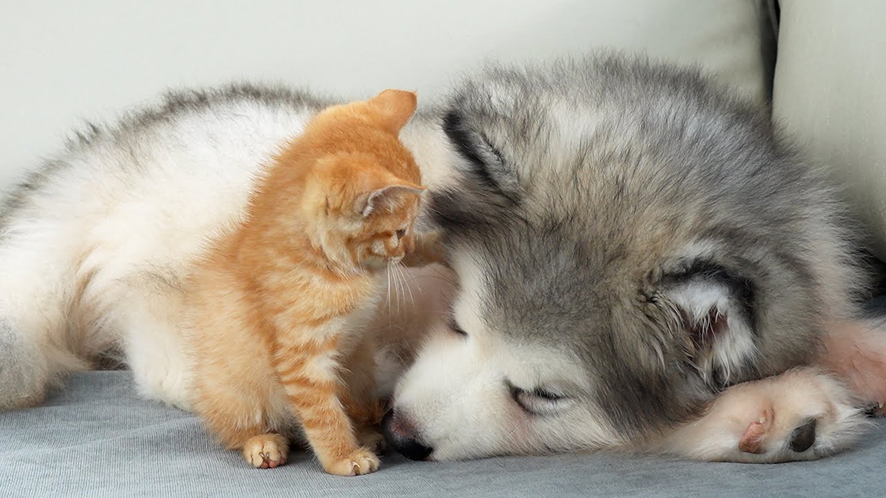 Что делает крошечный котенок, когда находит спящего щенка аляскинского маламута?