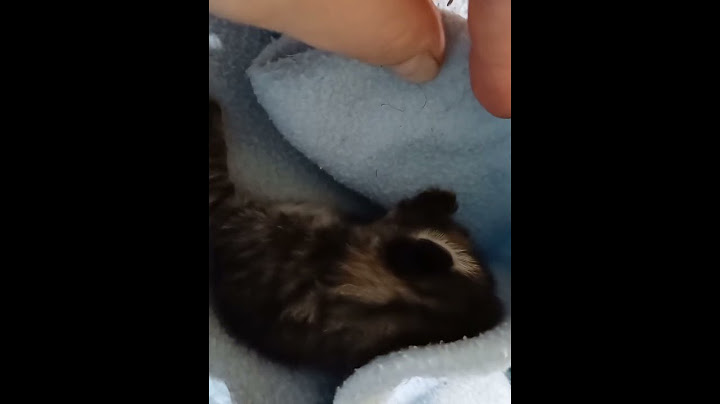 Me encontré un Gatito Bebé 😺😻