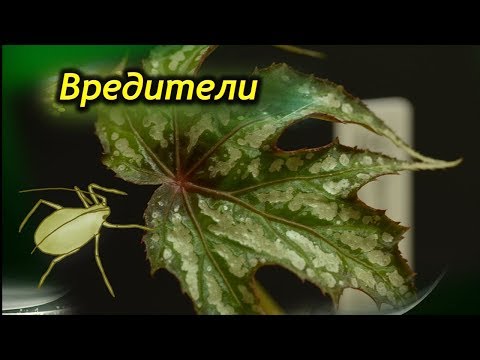 Video: Begonija S Mnogo Lica - Ukras Zimskog Vrta