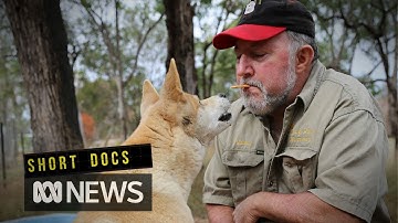 The dingo man
