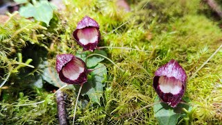 akai Hiking ~ Corybas Trail 2D1N