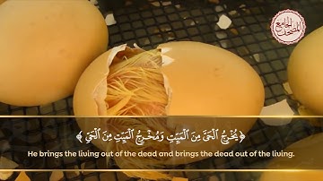 قراءة جميلة وخاشعة للآية 95 من سورة الأنعام- إن الله فالق الحب والنوى يخرج الحي من الميت ومخرج الميت