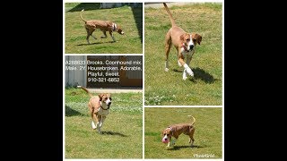 Dogs available for adoption in the Fayetteville area