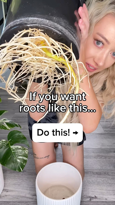 You NEED to try LECA! #leca #lecalife #semihydro #semihydroponics #claypebbles #houseplantclub