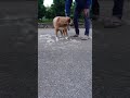 ノコギリで犬の毛を削る。