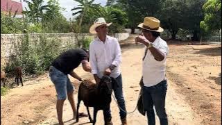 CHARLLES E TIRINGA RECEBEM PRESENTE DE RODRIGO DE DORMENTES CRIADOR DE OVINOS BERGANÉS