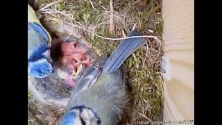 20120604_140000_Top_1_n.avi