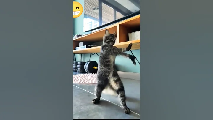 Video 11533551: cucumbers funny cats, clean funny cat, wild cat, laugh cat