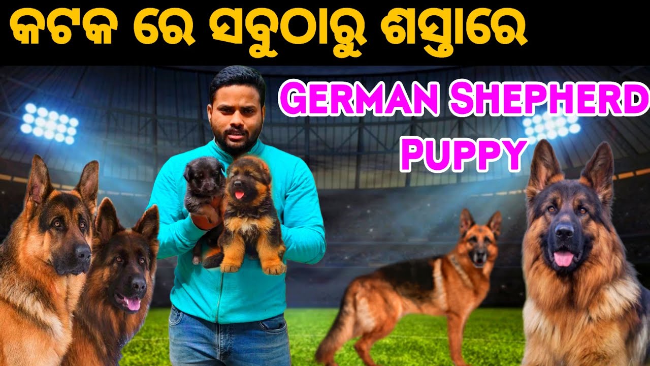 କଟକ ରେ ସବୁଠାରୁ ଶସ୍ତାରେ GERMAN SHEPHERD PUPPY AVAILABLE 🐶💥😍 || CHIKU-PET-VLOGS || ODIAVLOG ||