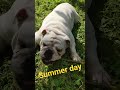 summer day / летний день #лето #бульдог #bulldog #summer