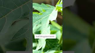 How to grow PAPAYA! Everything you need to know in less than 60 seconds!