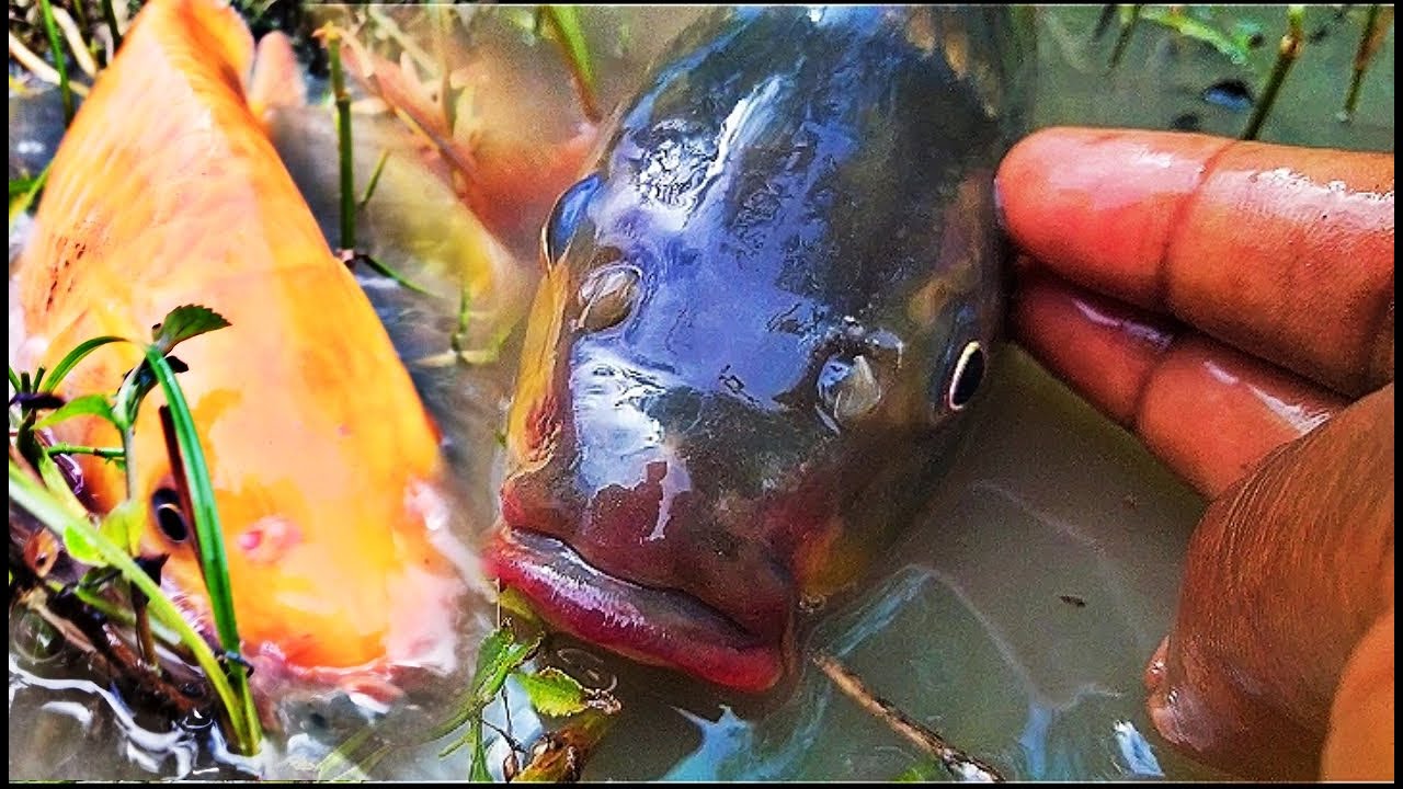 Village fish trap in bamboo box cage | Bamboo box cage fishing | Bamboo box | 
