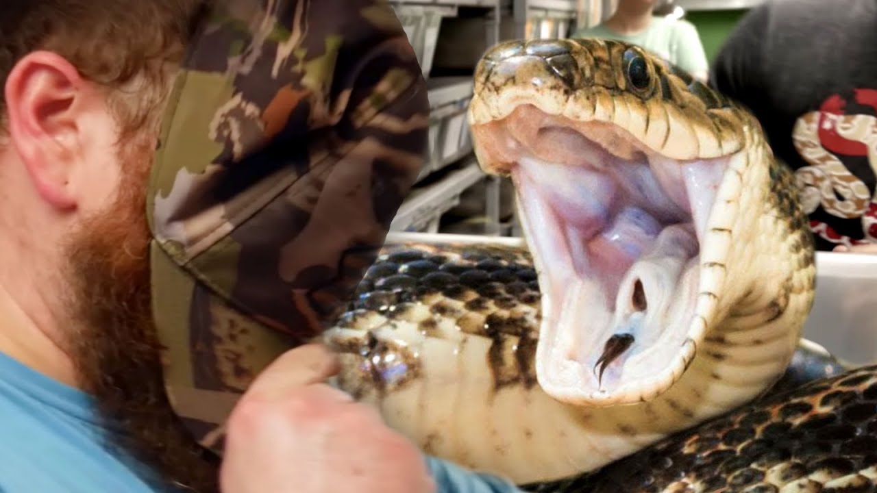 vlogs in spanish AVOID A SNAKE BITE!! HAT OVER FACE!! WORKS EVERY TIME!! | BRIAN BARCZYK