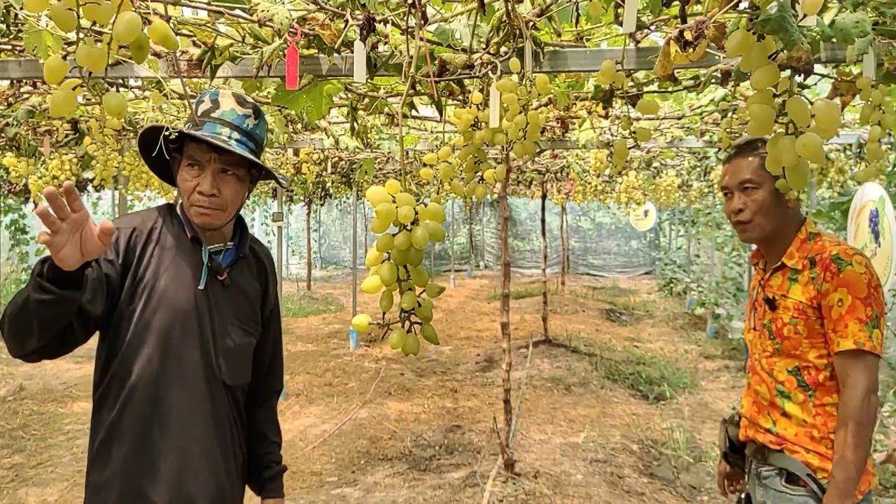 องุ่นปลูกแล้วรวย ใช้เนื้อที่ไม่ถึงงาน ด้วยเทคนิคนี้ ยินดีแนะนำสำหรับเกษตรกรมือใหม่!!