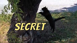 The black cat checked his hiding place just in case.🐈‍⬛😜 by Unusual stories of a black cat 240 views 1 month ago 34 seconds