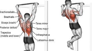 Pull Up Exercise Muscle Work Tm Fitness World