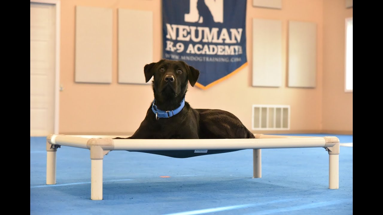 Auggie (British Labrador Retriever) Boot Camp Dog Training Video Demonstration