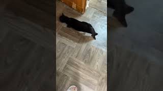 Лютиэн стала лучше передвигатся #cat